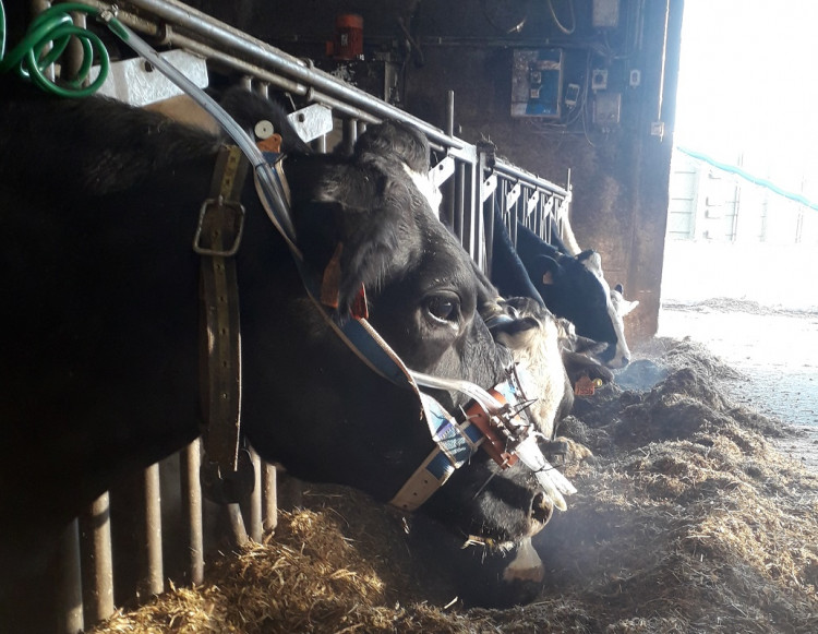 Measuring methane emissions from cattle ... quite a technique!