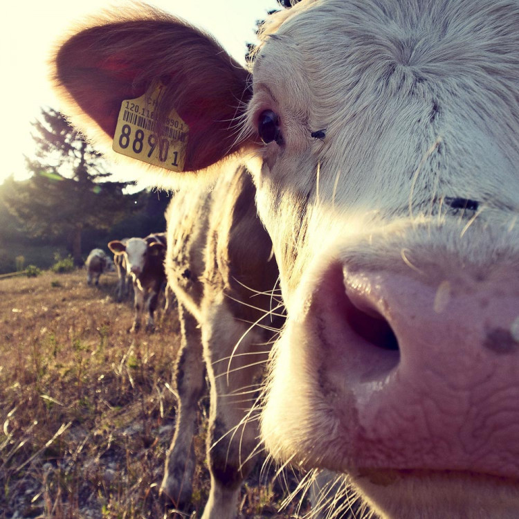 Centre Wallon De Recherches Agronomiques