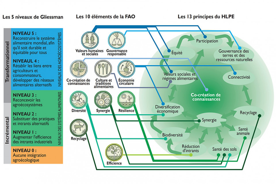 Figure 1 : Les différents cadres de lecture de l’agroécologie. De gauche à droite les 5 niveaux de transition des systèmes alimentaires de Gliesmann, les 10 éléments de l’agroécologie de la FAO et les 13 principes de l’agroécologie du HLPE (Agropolis, 2022).