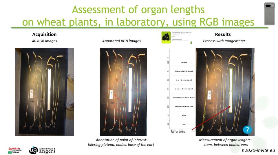 OrganLength