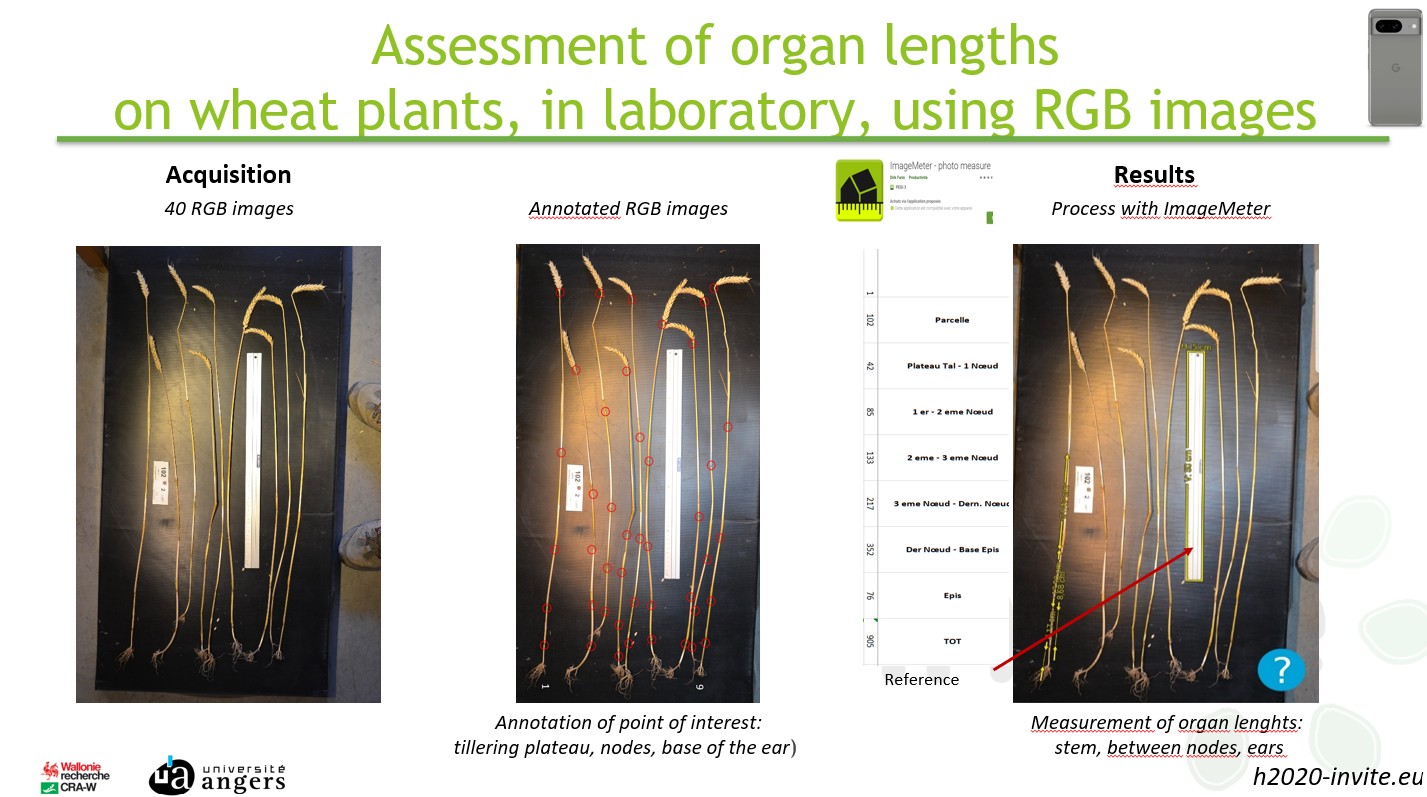 OrganLength